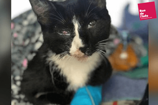 Un chaton survit après un passage de 30 minutes à la machine à laver en Australie