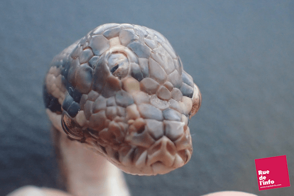 Un serpent à 3 yeux