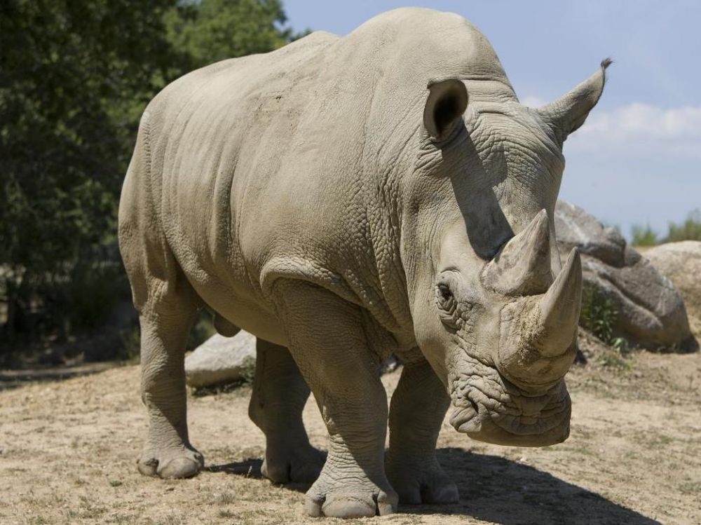Serengeti-Park : Un Rhinocéros attaque une voiture !