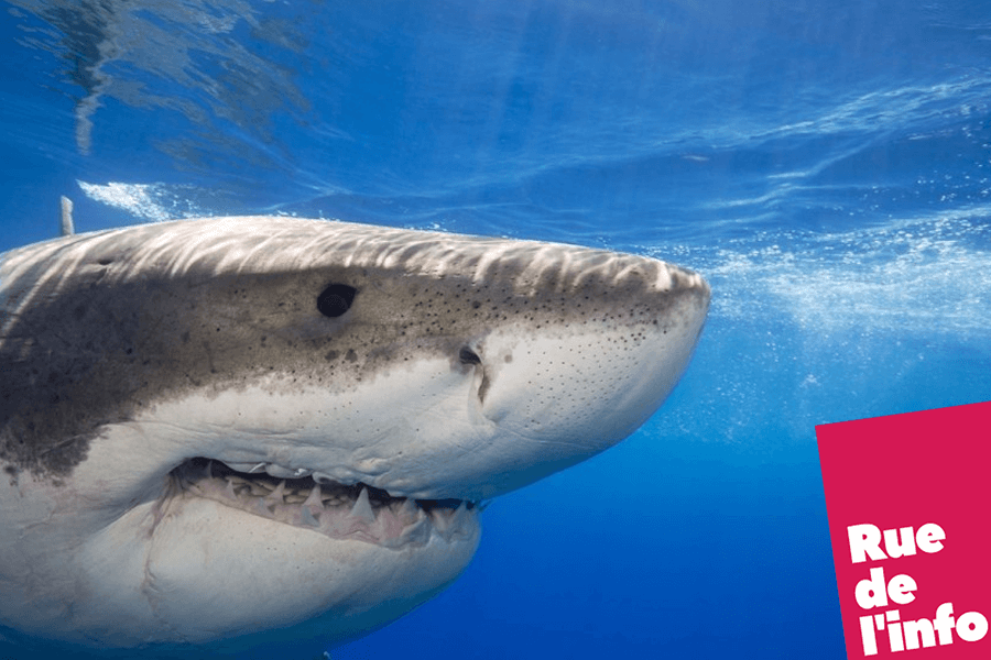 Un grand requin blanc dans la Méditerranée - Rue de l'info - Requin Blanc En Méditerranée