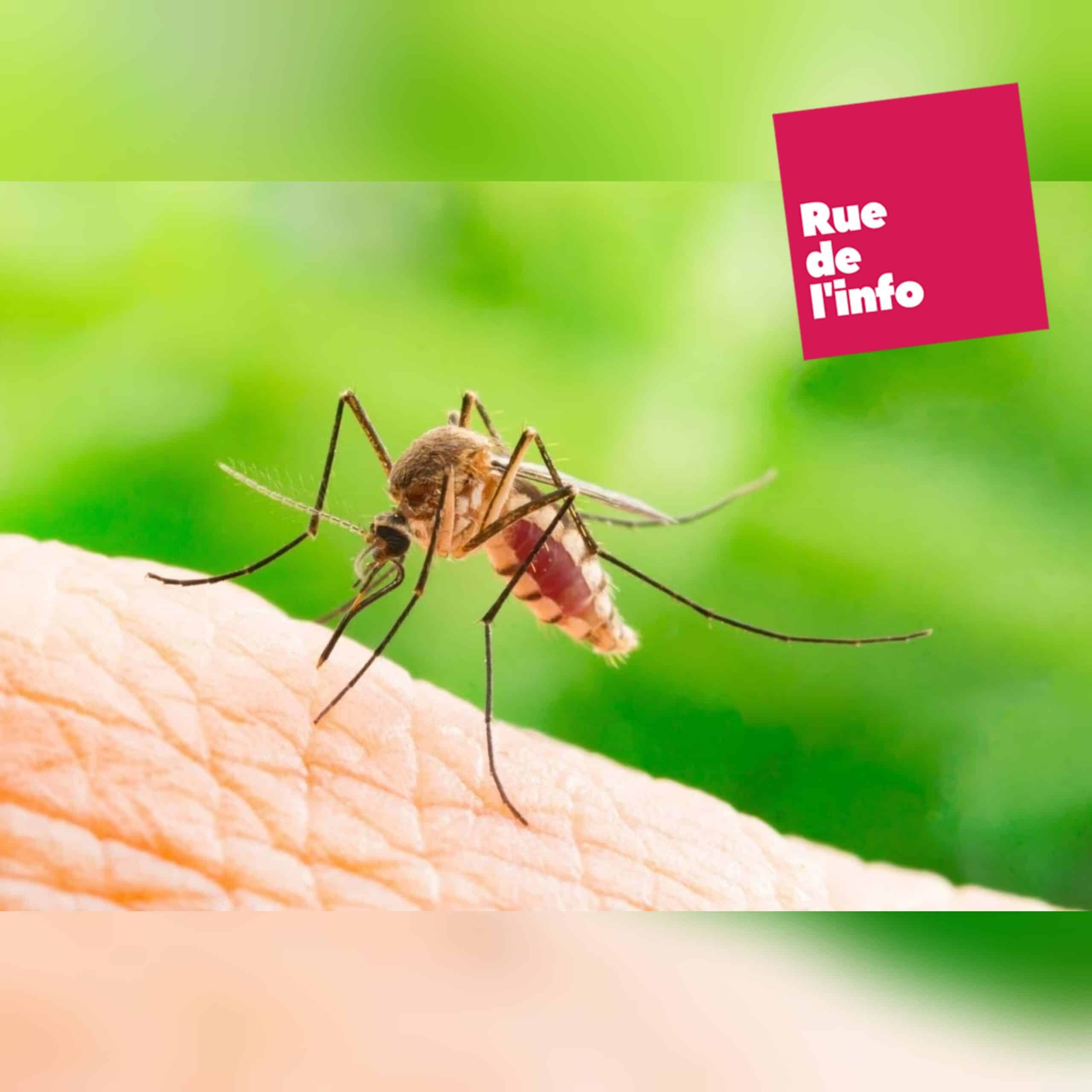 Comment garder les moustiques à distance de votre domicile : Un guide naturel et écologique